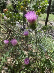 Cirsium andersonii