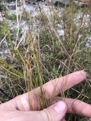 Rhynchospora pleiantha