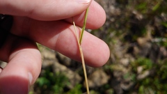 Eragrostis frankii