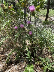 Cirsium andersonii