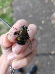 Chrysorutilia