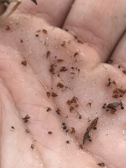 Rhynchospora pleiantha