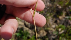 Eragrostis frankii