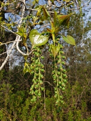 Populus deltoides