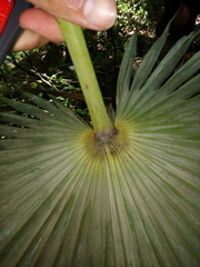 Coccothrinax