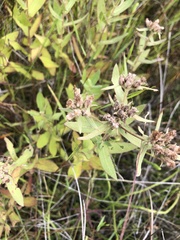 Pluchea foetida foetida