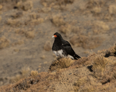 Daptrius megalopterus