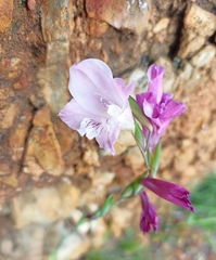 Gladiolus hirsutus