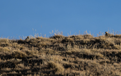 Thinocorus orbignyianus