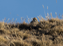 Thinocorus orbignyianus