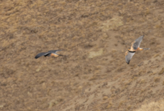 Falco femoralis