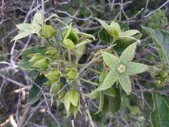 Gonolobus grandiflorus