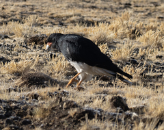 Daptrius megalopterus