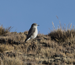 Muscisaxicola rufivertex