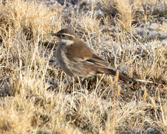 Cinclodes albiventris