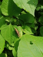 Xyleus discoideus