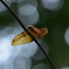 Neurothemis fulvia