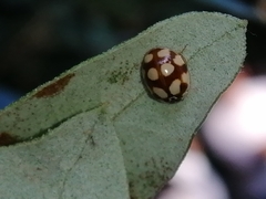 Adalia decempunctata