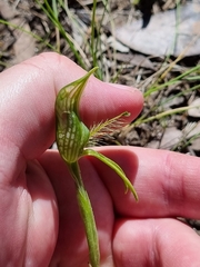 Pterostylis unicornis