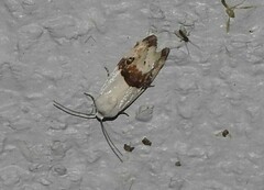 Ponometia candefacta