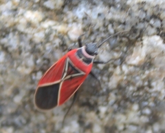 Neacoryphus bicrucis