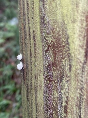Fungi