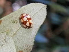 Adalia decempunctata