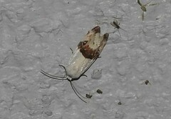Ponometia candefacta