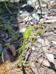 Pterostylis unicornis