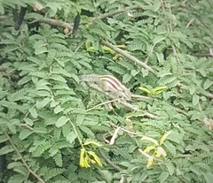 Funambulus pennantii