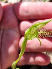 Pterostylis unicornis
