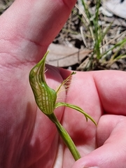 Pterostylis unicornis