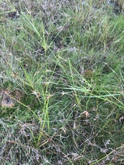 Rhynchospora inundata