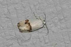 Ponometia candefacta