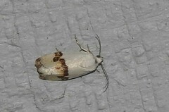 Ponometia candefacta