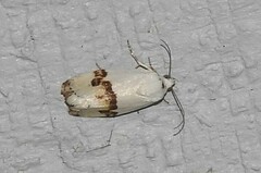 Ponometia candefacta
