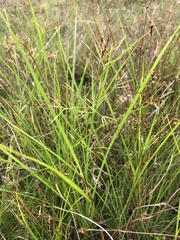 Rhynchospora inundata