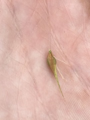 Rhynchospora inundata