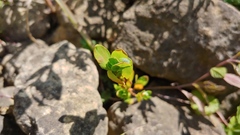 Polygonum achoreum