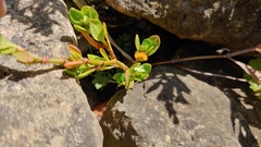 Polygonum achoreum