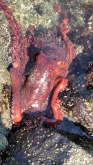 Enteroctopus dofleini