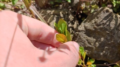 Polygonum achoreum