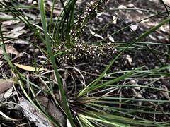 Lomandra