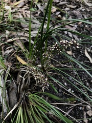 Lomandra