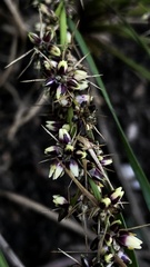 Lomandra