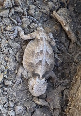 Phrynosoma platyrhinos