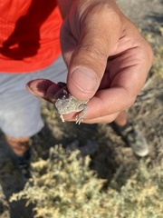 Phrynosoma platyrhinos