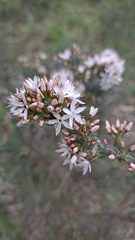 Calytrix tetragona