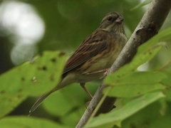 Emberiza spodocephala