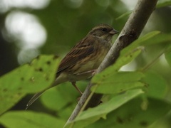 Emberiza spodocephala